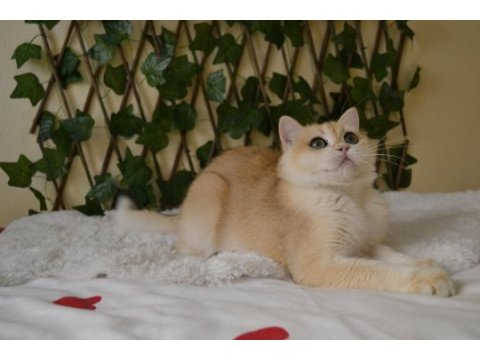 British shorthair ny12 erkek zeus