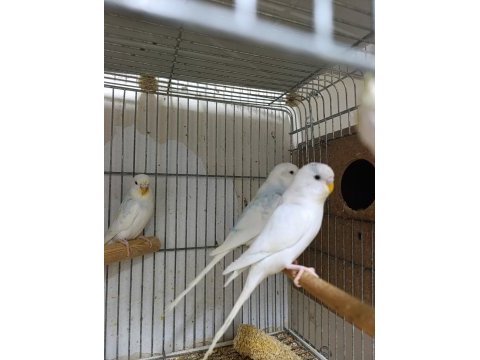 Yavru muhabbet kuşları