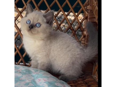 Masmavi gözleriyle bluepoint british shorthair