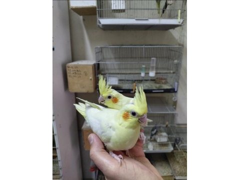 Oyun hamuru lutino sultan yavrular