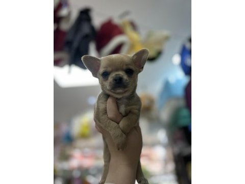 Fawn erkek chihuahua yavru