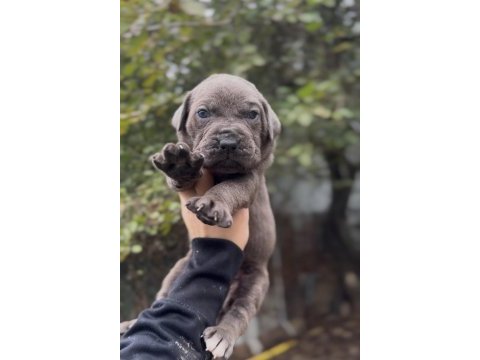Üst kalite cane corso yavruları