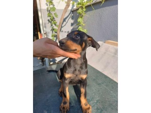 Irk garantili doberman yavrular