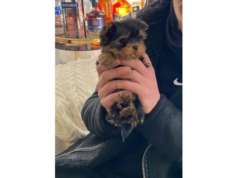 Micro teacup baby face yorkshire yavrular