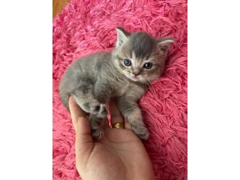 3 adet british shorthair kızlarımız yeni yuvalarını arıyor