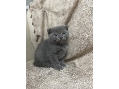 Scottish fold yavru kedimiz