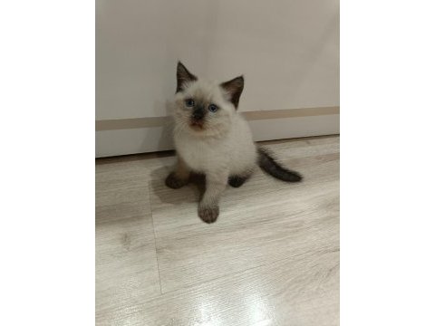 Çikolata point erkek kedimiz