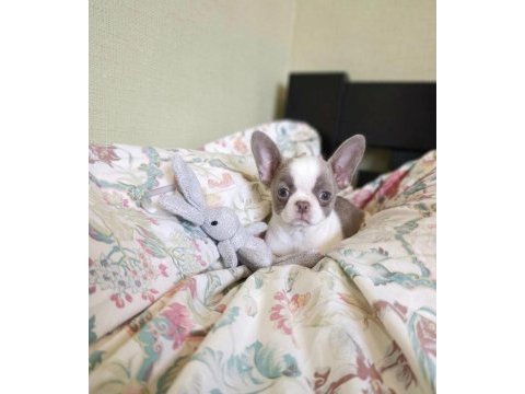 Apple face chihuahua