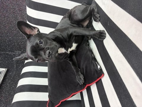 French bulldog 6 aylık kraliçe tam oyuncu