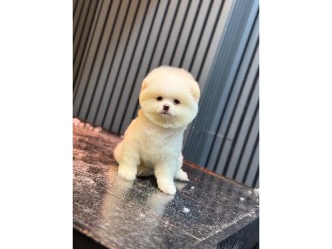 Yavru pomeranian boo köpeklerimiz