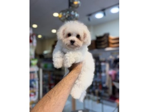 Maltese yavruları 3 aylık