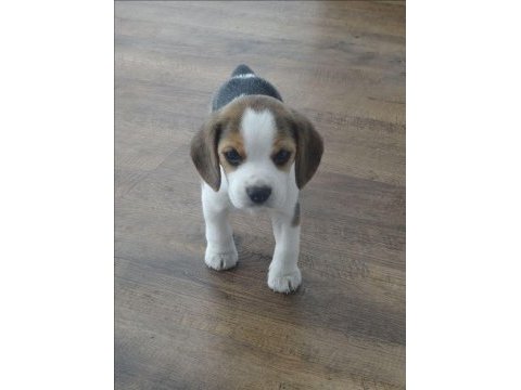 Beagle yavrularımız