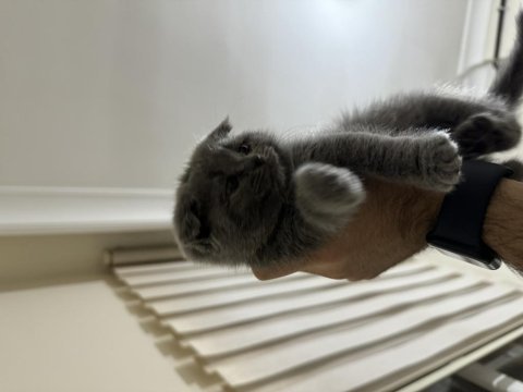British shorthair 3 aylık