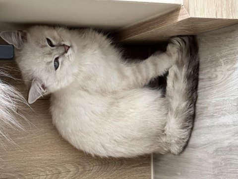 British shorthair erkek