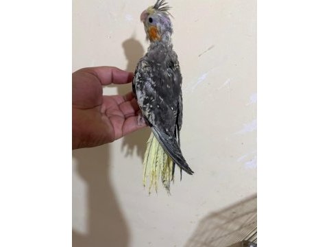 46 günlük full evcil kusursuz sultan papağanı