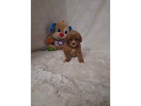 Acele edene dişi ve erkek toy poodle yavrular