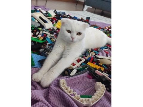 10 aylık dişi scottish fold