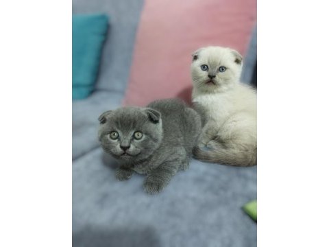 Kaliteli scottish fold bebekler