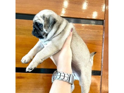 Dünya tatlısı pug yavruları