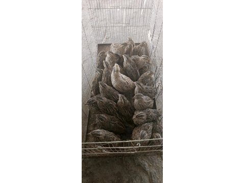 30 35 bıldırcın bulunur yumurtaya sende başlayacak