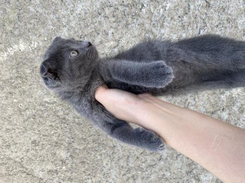 Scottish fold çocuklar yuva arıyor