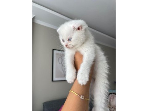İzmir 2 aylık erkek scottish fold