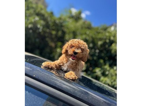 F1 maltipoo yavrumuz