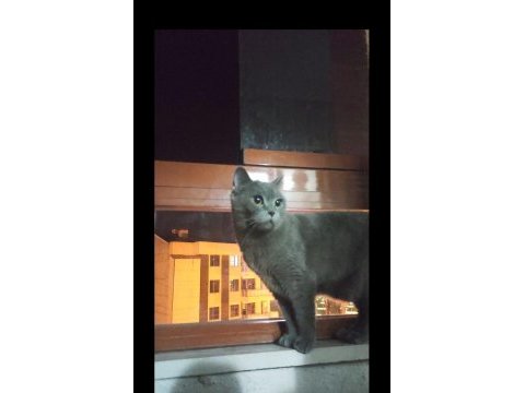 British shorthair biricik kizimiz sahiplendirilecektir