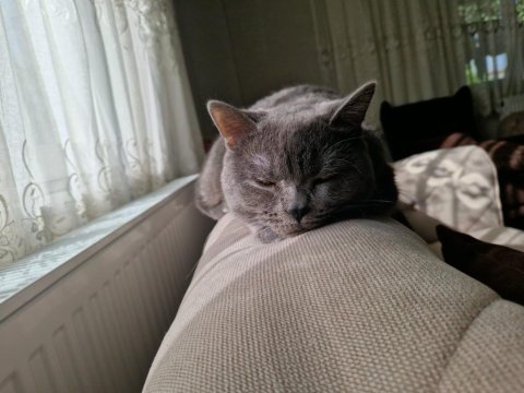 12 aylık british shorthair