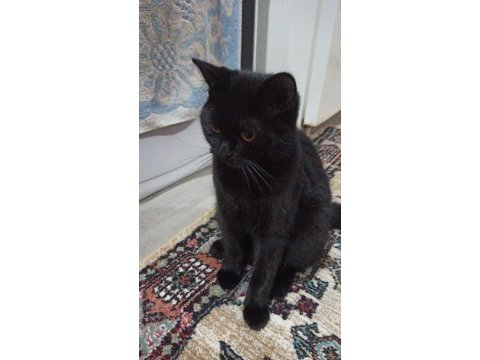 Irk standartlarında british shorthair