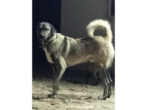 Safkan kangal