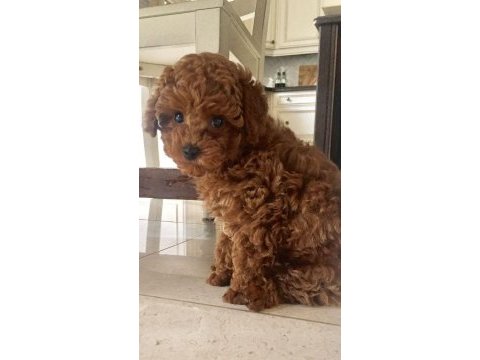 Mersin toy poodle köpekleri