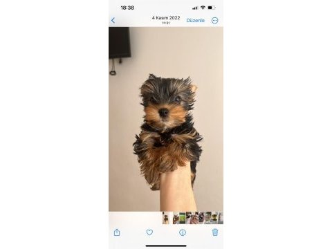 5 aylık erkek yorkshire terrier