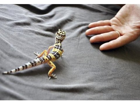 Leopard gecko