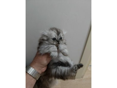 Chinchilla kediler