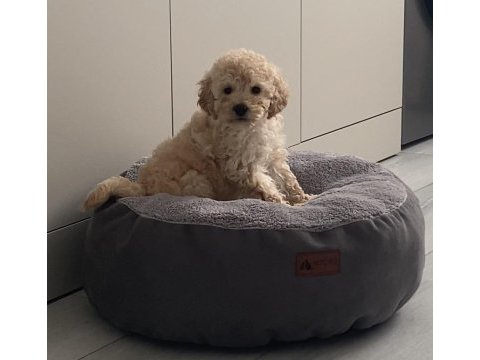 Apricot toy poodle dişi yavrumuz