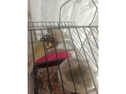 Çok güzel renklere sahip mozaik kanarya takım