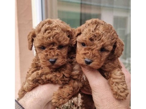 Birbirinden güzel toy poodle yavrularım 