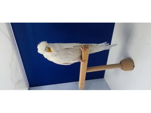 Show jumbo muhabbet kuşu