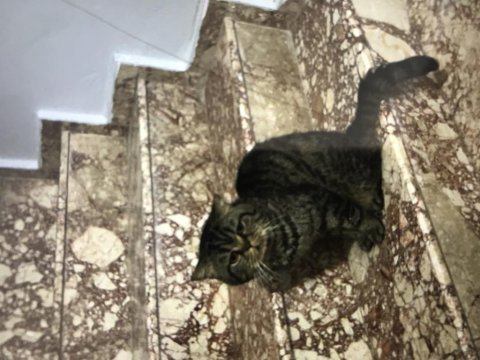 Kedimiz ömür boyu yuva aranıyor