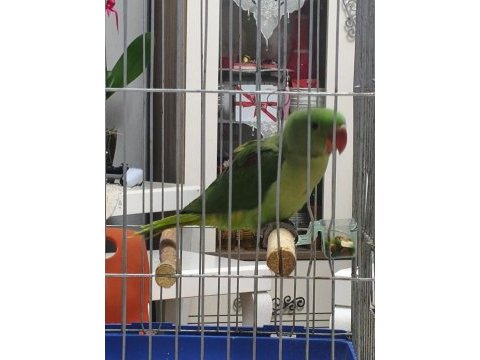 5 aylık çok tatlı iskender papağanı