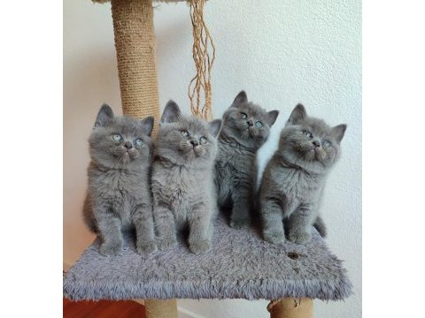 Peluş gibi british shorthair yavrularımız