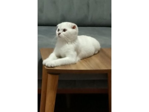 Oyuncu ve sevimli mavi boncuk scottish fold