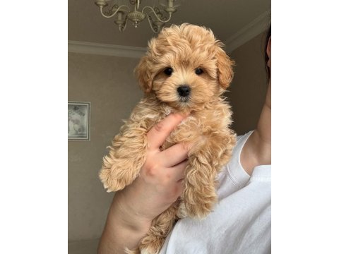 Maltipoo köpeklerimiz