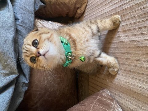 Muhteşem ırk black golden tabby scottish fold