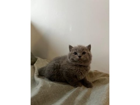 1.5 aylık 4 tane saf british shorthair yavrularımız