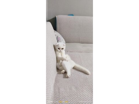 Acil sahiplendirilecek dişi scottish fold
