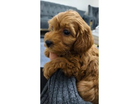 Poodle ayarında kaliteli yavrum yeni ailesini arıyor