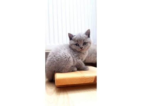 Blue scottish fold yavrularımız