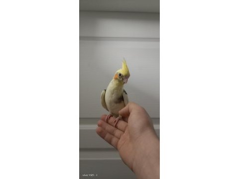 El beslemesi sultan papağanı bebekler